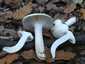 Kőrisszagú csigagomba (Hygrophorus cossus), Budai-hegység